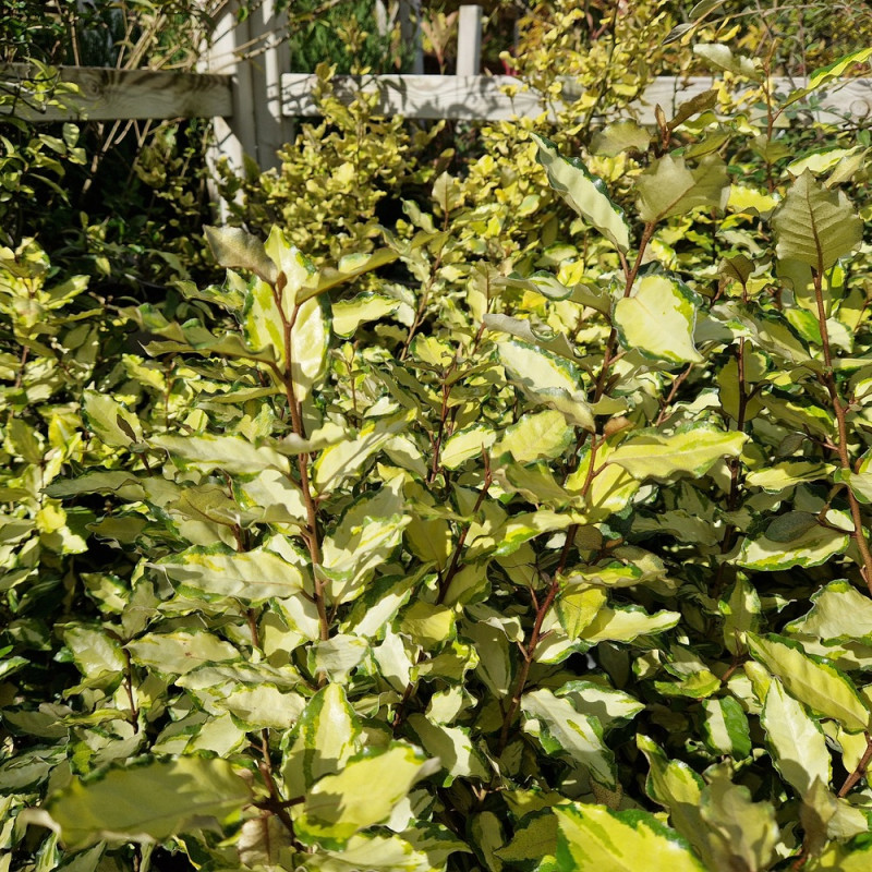 Elaeagnus panaché Maryline® - SILENCE, ça pousse !, Chalef