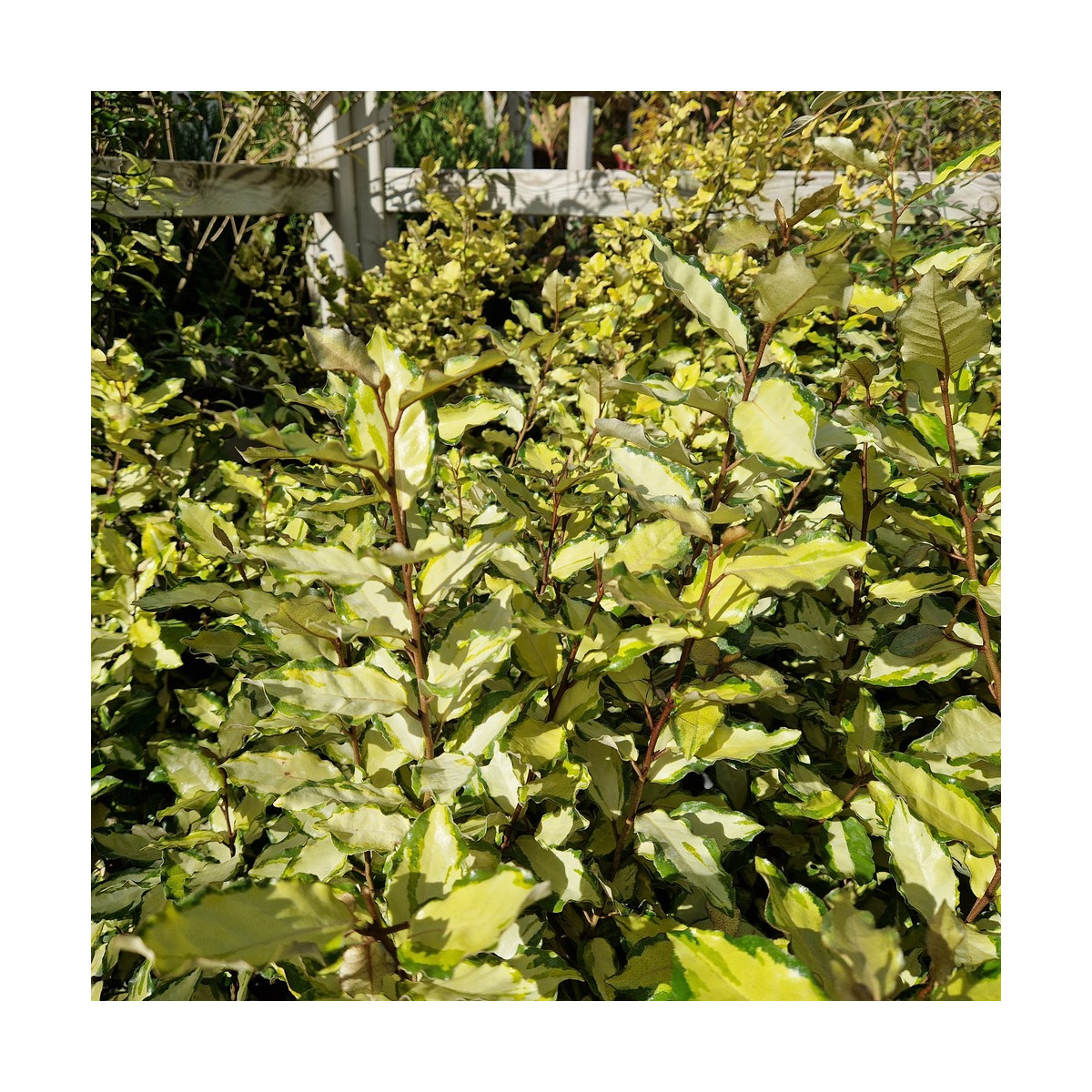 Elaeagnus panaché Maryline® - SILENCE, ça pousse !, Chalef