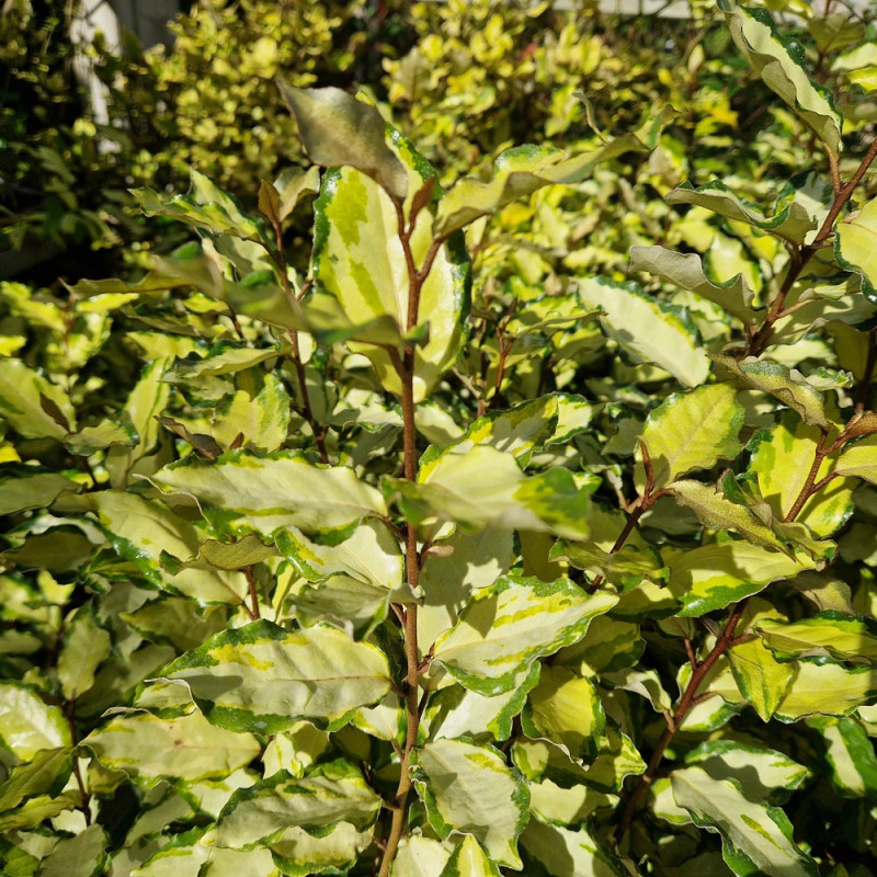 Elaeagnus panaché Maryline® - SILENCE, ça pousse !, Chalef