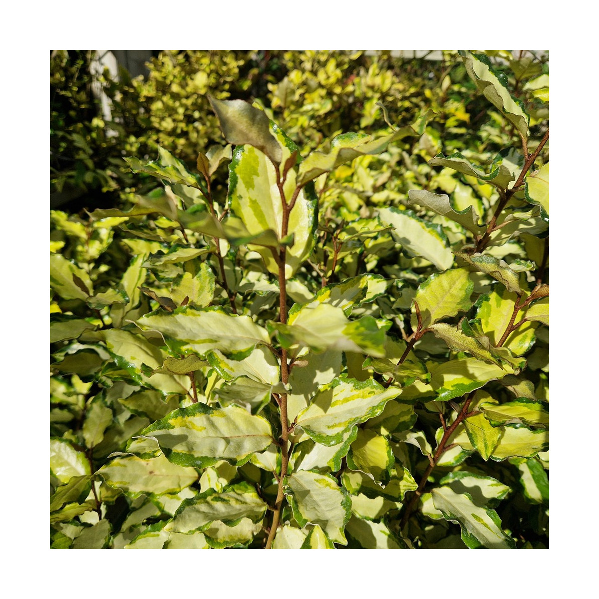 Elaeagnus panaché Maryline® - SILENCE, ça pousse !, Chalef