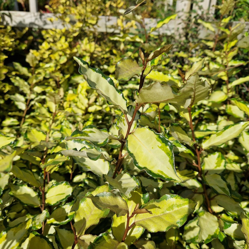Elaeagnus panaché Maryline® - SILENCE, ça pousse !, Chalef