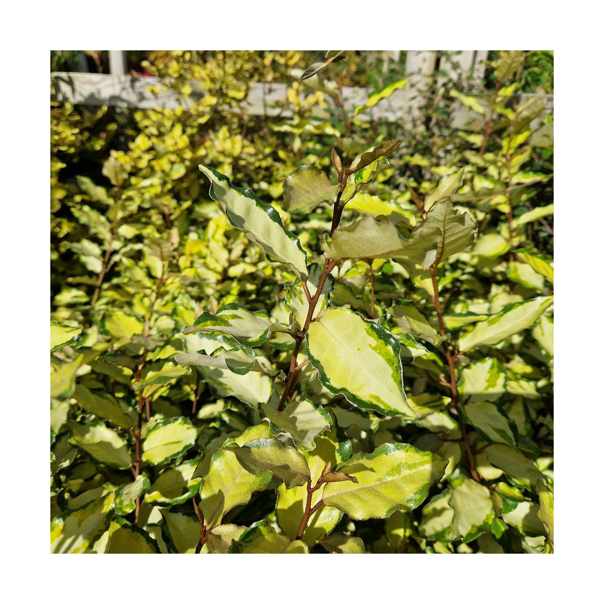 Elaeagnus panaché Maryline® - SILENCE, ça pousse !, Chalef