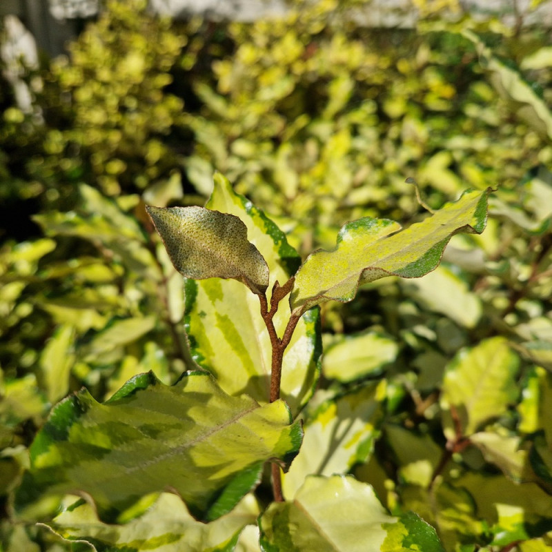 Elaeagnus panaché Maryline® - SILENCE, ça pousse !, Chalef