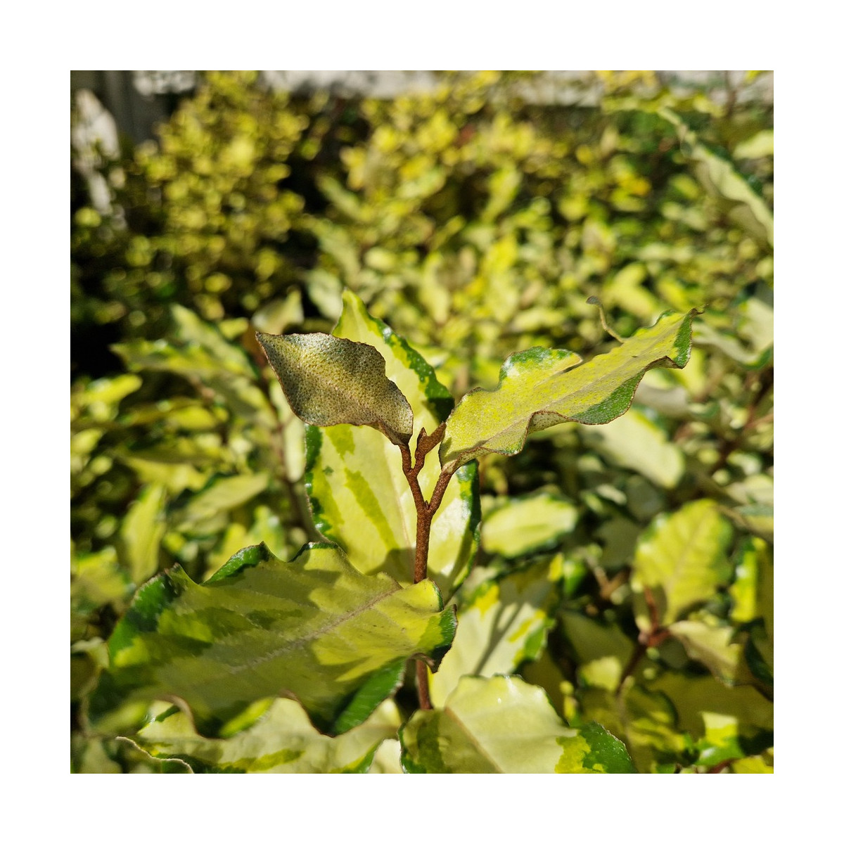 Elaeagnus panaché Maryline® - SILENCE, ça pousse !, Chalef