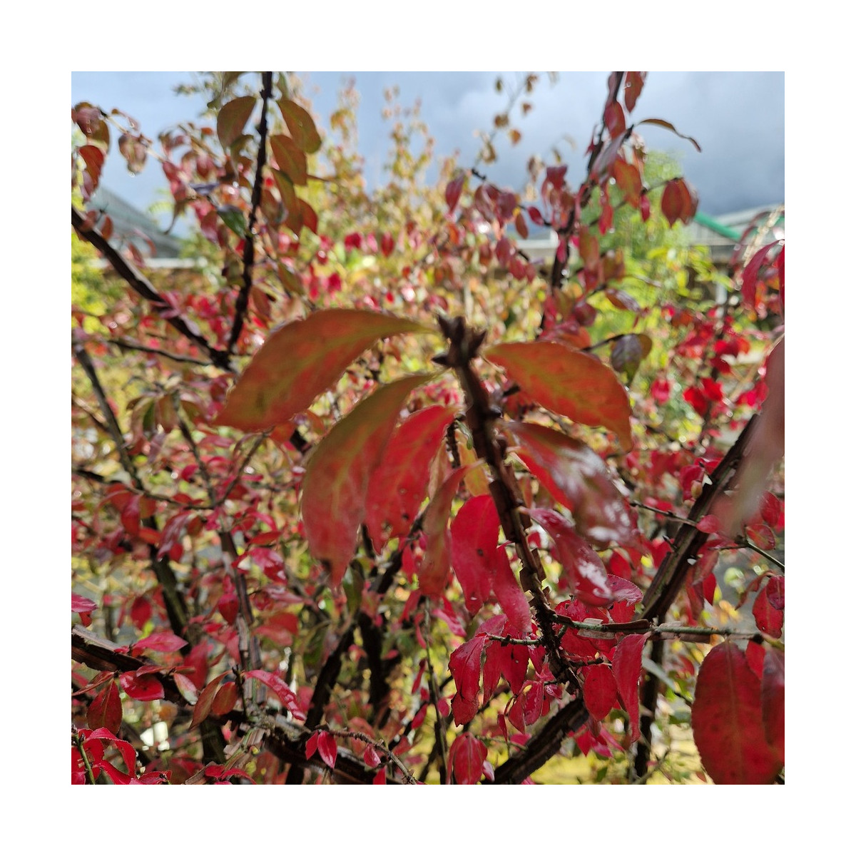 Fusain ailé nain - SILENCE, ça pousse !, Euonymus