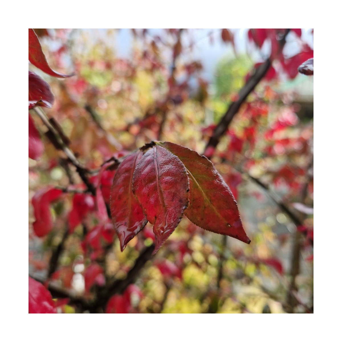 Fusain ailé nain - SILENCE, ça pousse !, Euonymus