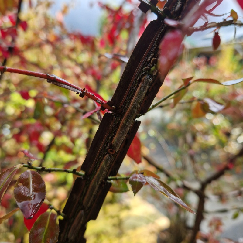 Fusain ailé nain - SILENCE, ça pousse !, Euonymus