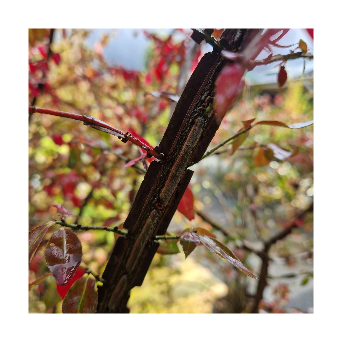 Fusain ailé nain - SILENCE, ça pousse !, Euonymus