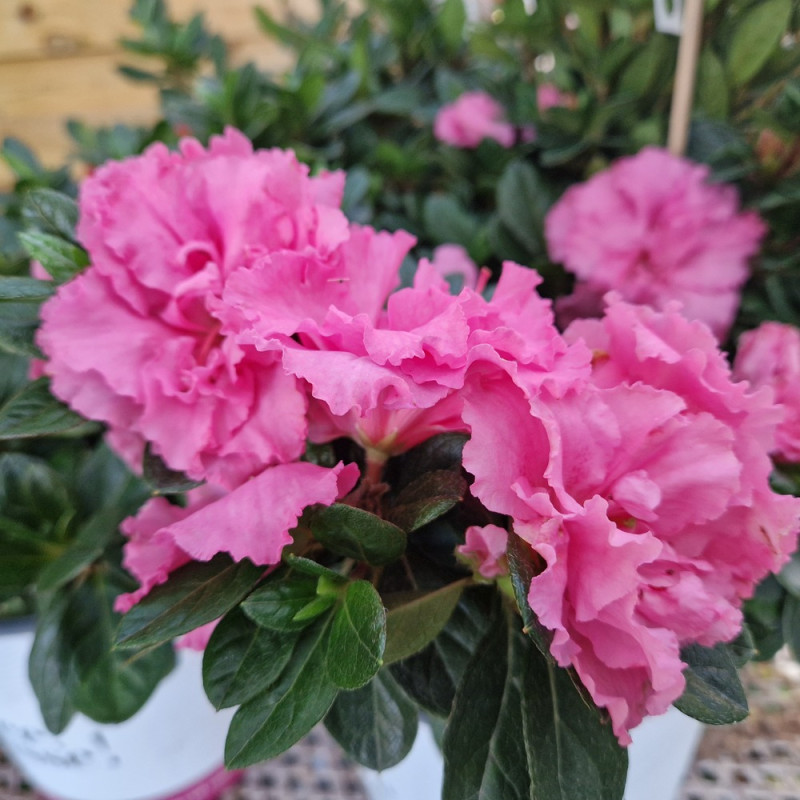 Azalée du Japon Repetita® Pink - SILENCE, ça pousse !, Azalea