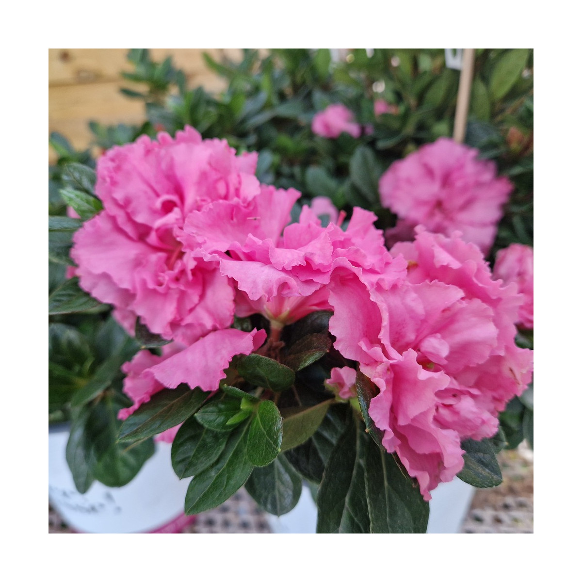 Azalée du Japon Repetita® Pink - SILENCE, ça pousse !, Azalea Azalée du Japon Repetita® Pink - SILENCE, ça pousse !, Azalea