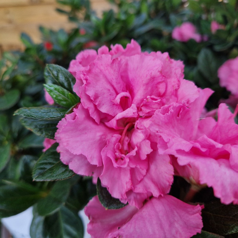 Azalée du Japon Repetita® Pink - SILENCE, ça pousse !, Azalea