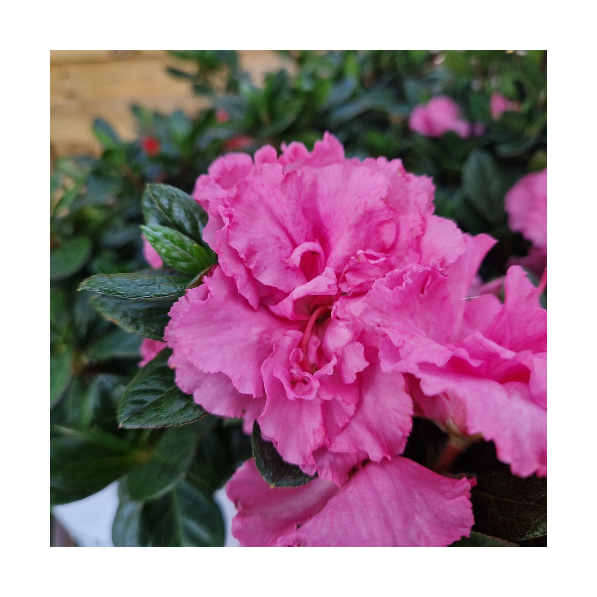 Azalée du Japon Repetita® Pink - SILENCE, ça pousse !, Azalea Azalée du Japon Repetita® Pink - SILENCE, ça pousse !, Azalea