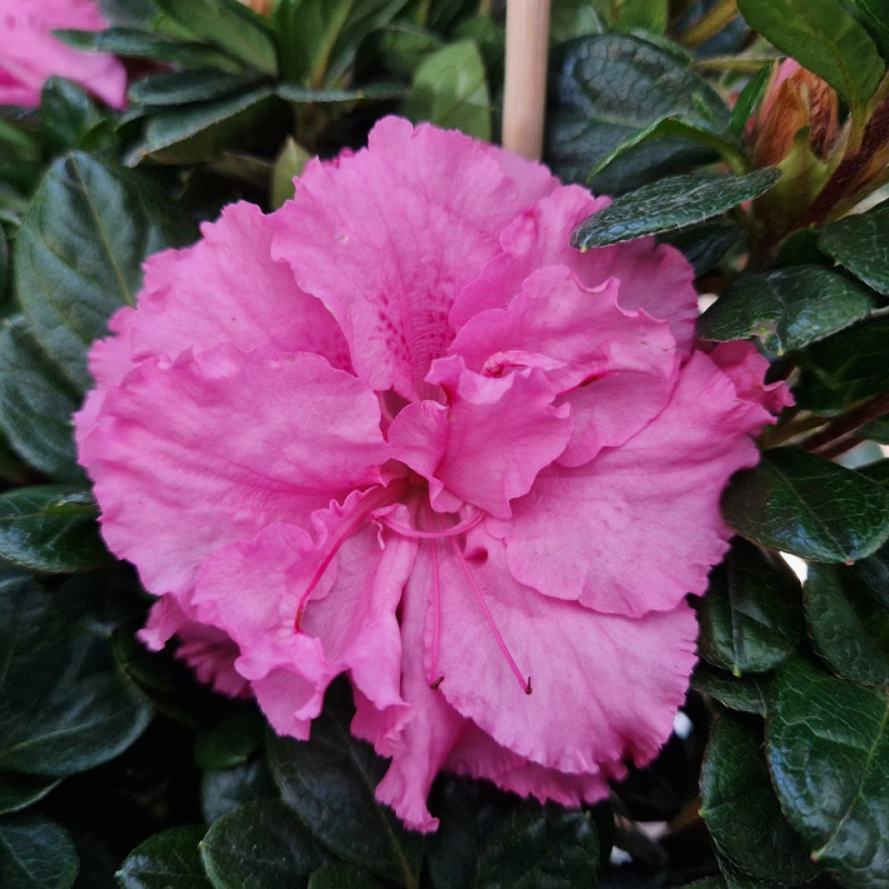 Azalée du Japon Repetita® Pink - SILENCE, ça pousse !, Azalea