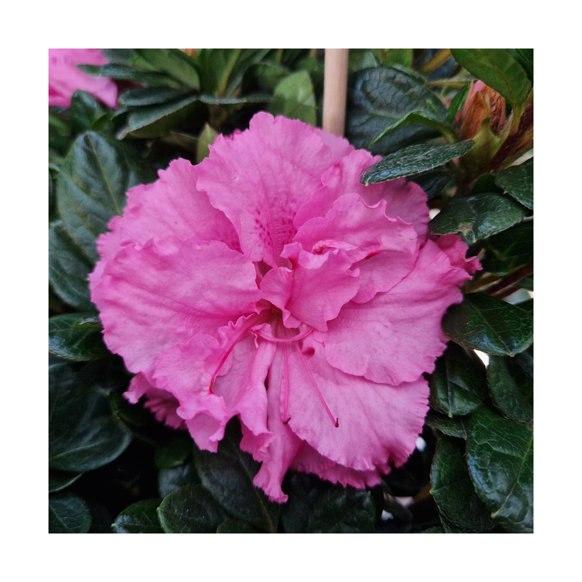 Azalée du Japon Repetita® Pink - SILENCE, ça pousse !, Azalea Azalée du Japon Repetita® Pink - SILENCE, ça pousse !, Azalea