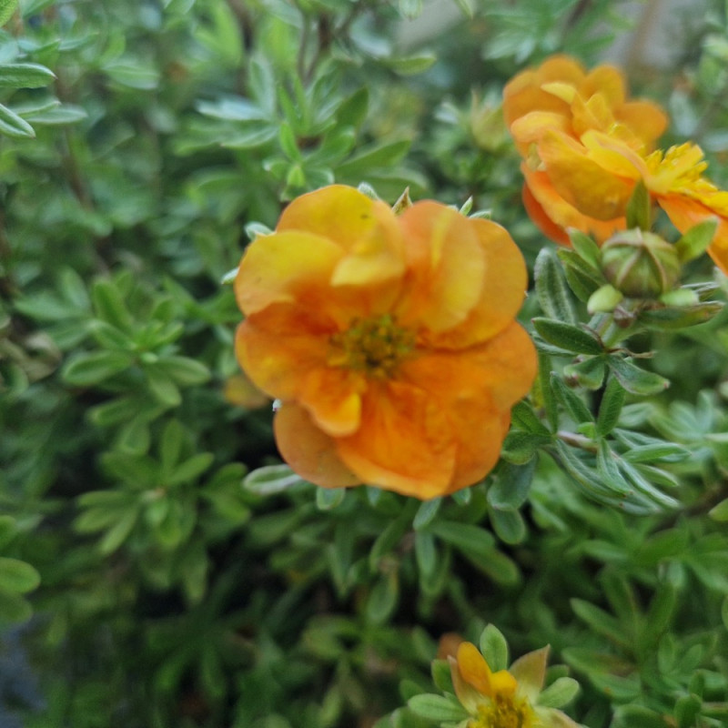 Potentille arbustive Double Punch® Tango - SILENCE, ça pousse !, Potentilla