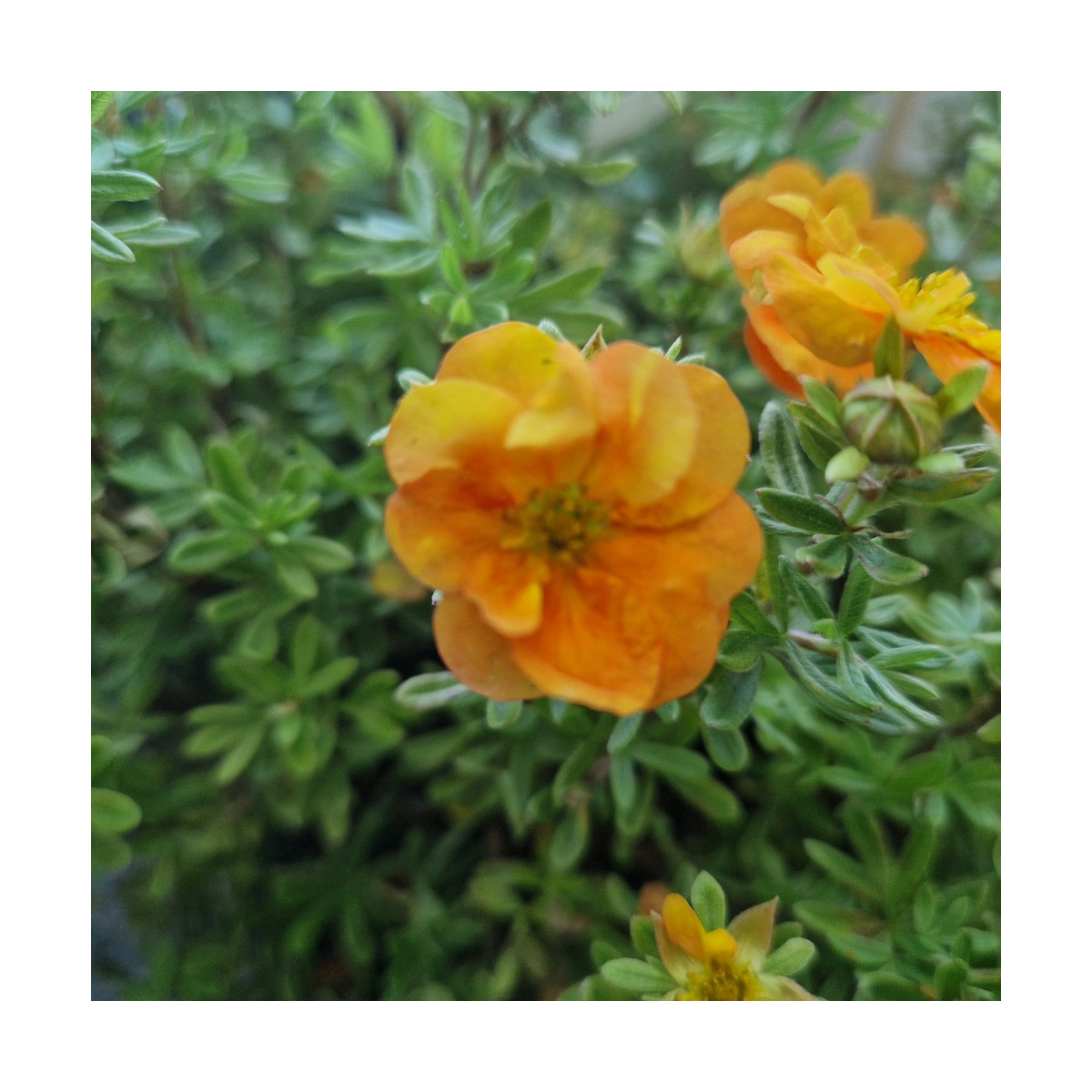 Potentille arbustive Double Punch® Tango - SILENCE, ça pousse !, Potentilla