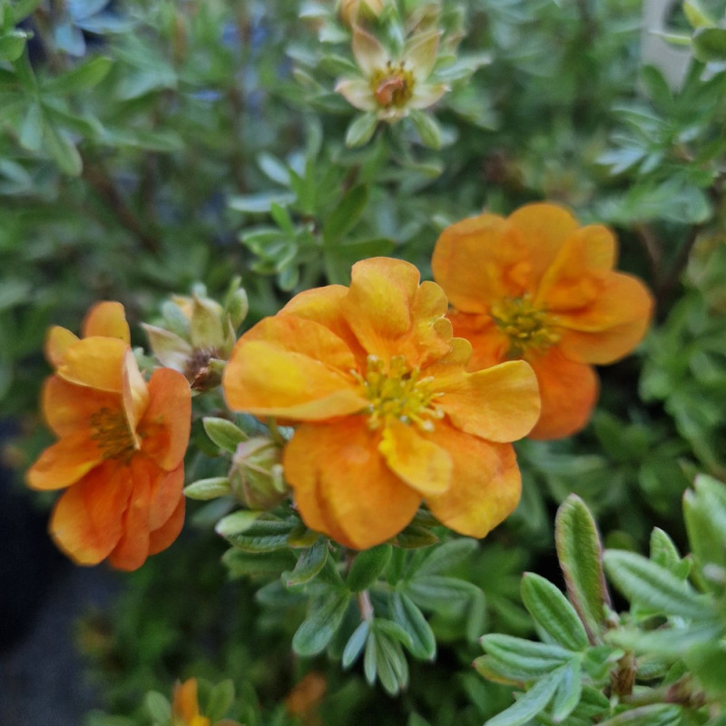 Potentille arbustive Double Punch® Tango - SILENCE, ça pousse !, Potentilla