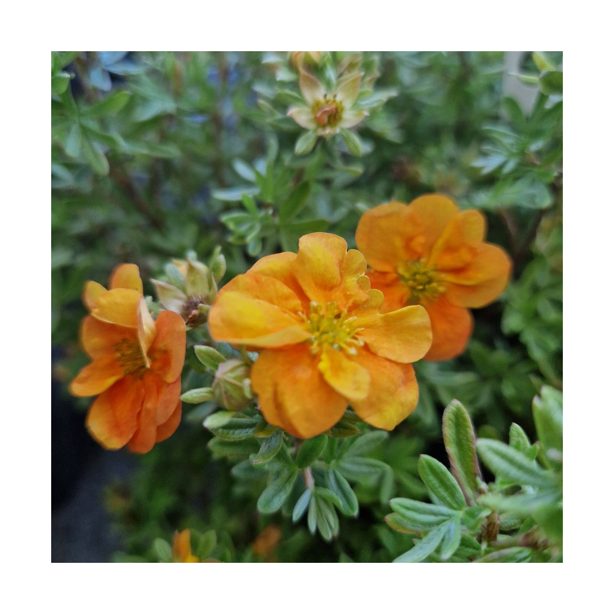 Potentille arbustive Double Punch® Tango - SILENCE, ça pousse !, Potentilla