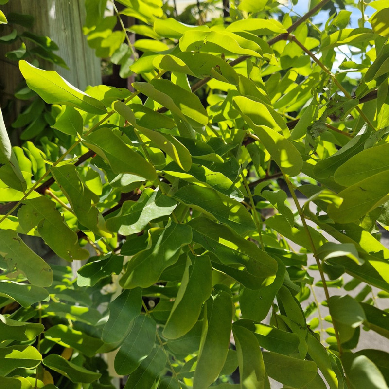 Robinier faux-acacia Frisia, Acacia, Robinier