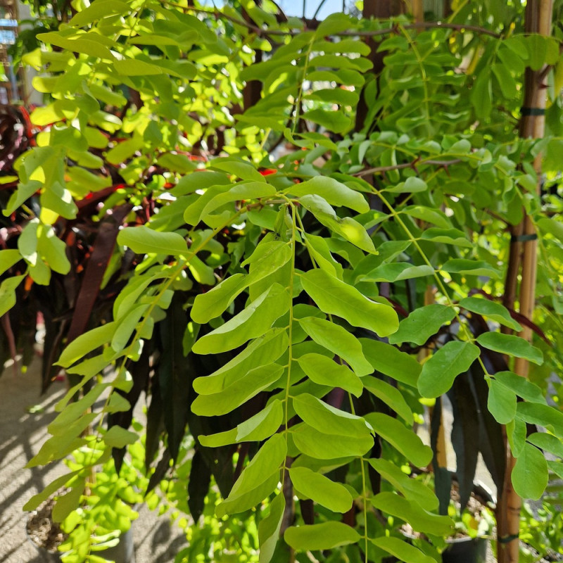 Robinier faux-acacia Frisia, Acacia, Robinier