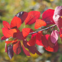 Arbre à perruque  Flame