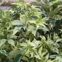 Vigne Vierge quinquefolia Star Shower® 'Mooham'