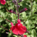Sauge à petites feuilles Rêve® Rouge 'Fauresal02'