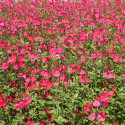 Sauge à petites feuilles Royal Bumble