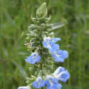 Sauge des marais