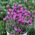 Lavande papillon The Princess® Lavender 'IB910-2'