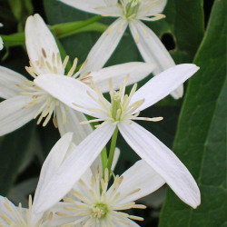 Clématite armandii Snowdrift