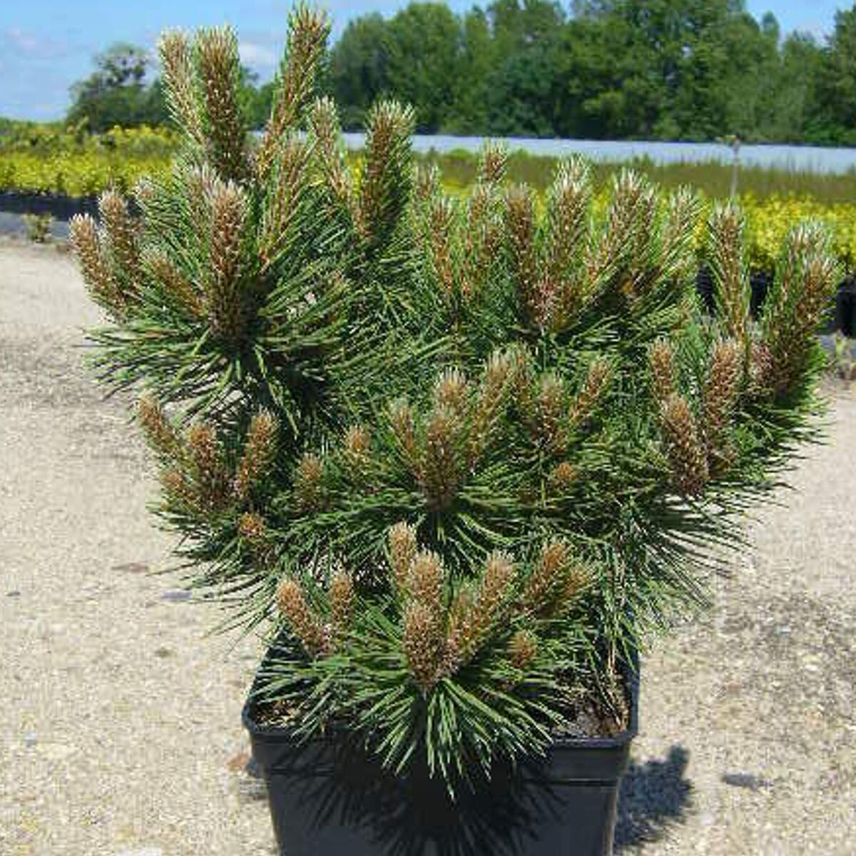 Pin Noir D Autriche Nain Pinus Nigra Conif re De Rocaille