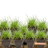 Gazon d\'Espagne Rubrifolia