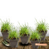 Gazon d\'Espagne Rubrifolia