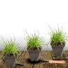 Gazon d\'Espagne Rubrifolia