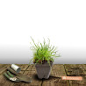 Gazon d\'Espagne Rubrifolia