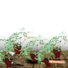 Astilbe du Japon Peach Blossom