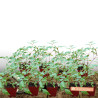 Astilbe d\'Arends Federsee
