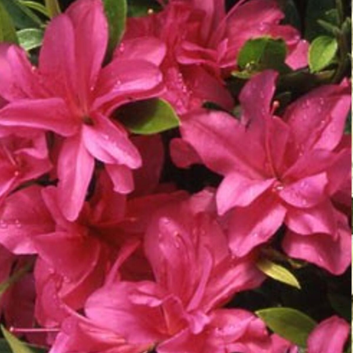 Azalée japonaise japonica Rosa King
