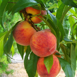 Pêcher persica Crimson® 'Bonfire'