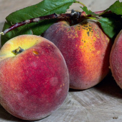 Pêcher persica Garden Beauty®