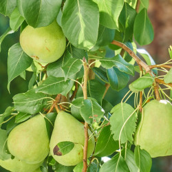 Poirier communis Garden Pearl® 'Pyvert