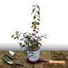Callicarpa, Arbuste aux bonbons Imperial Pearl® - SILENCE, ça pousse !
