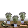 Caryopteris Grand Bleu® - SILENCE, ça pousse !