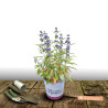 Caryopteris Heavenly Blue - SILENCE, ça pousse !, Spirée bleue, Barbe bleue