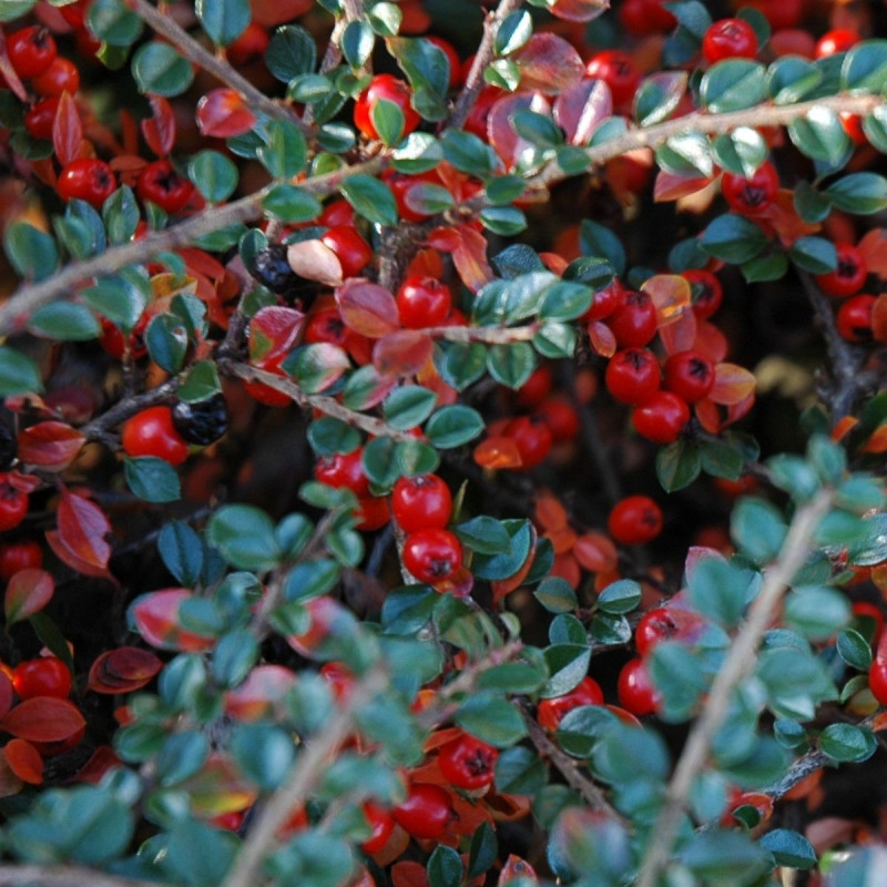 Cotoneaster rampant de Dammer, Cotonéaster