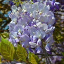 Glycine de Chine Caroline