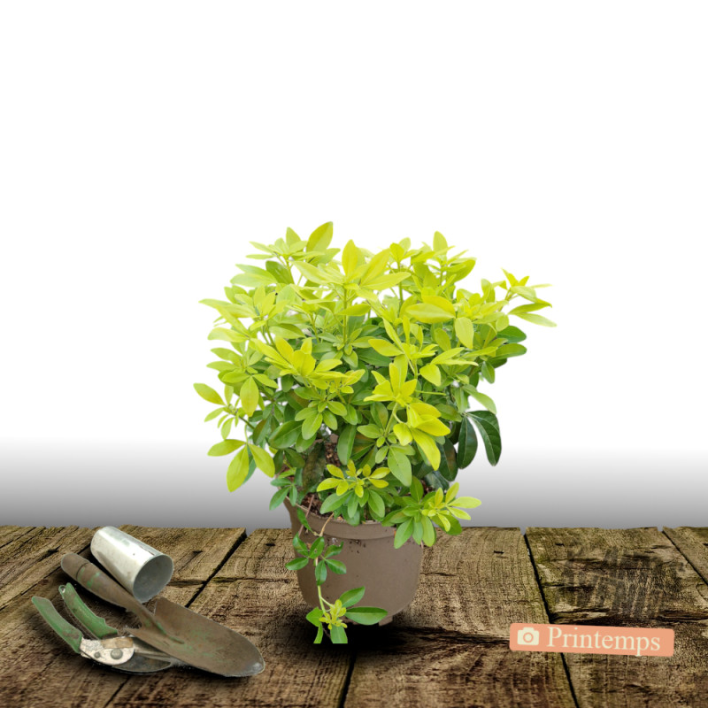 Oranger Du Mexique Choisya Ternata 'Sundance' - Conteneur 3-4L - Feuillage Jaune Persistant
