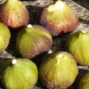 Figuier Goutte d'or