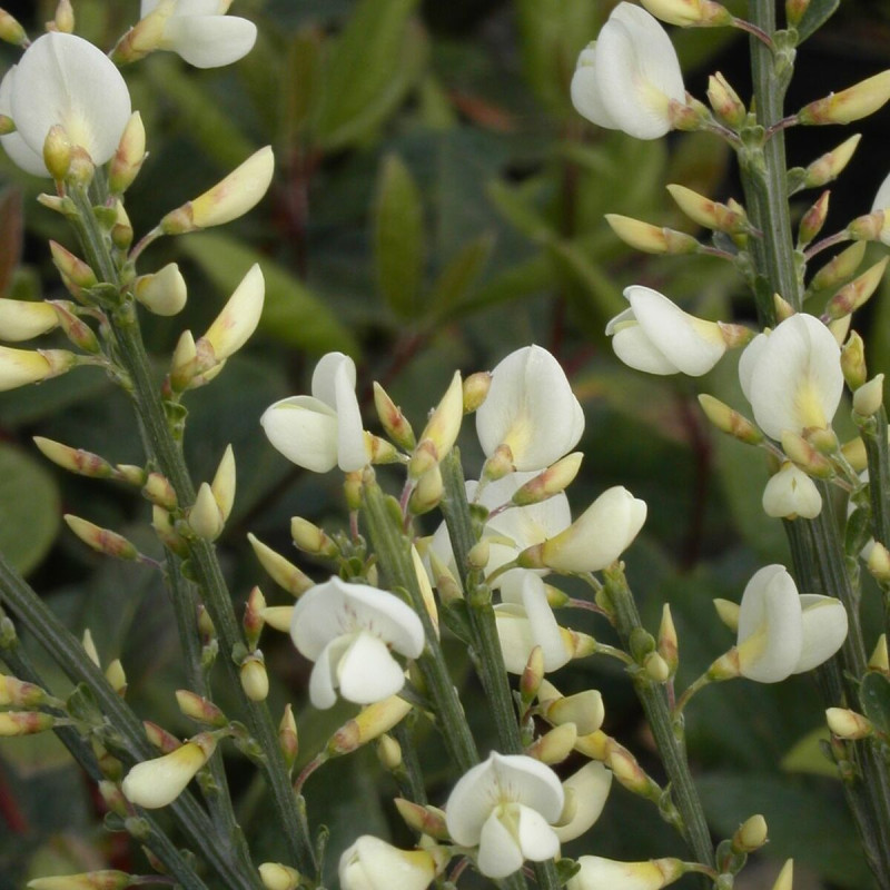 Genêt précoce Albus, Cytisus